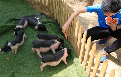 Hvad ville du gøre, hvis marsvin får hedeslag